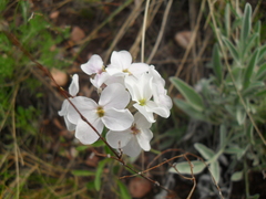 Clausia agideliensis