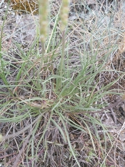 Plantago maritima serpentina