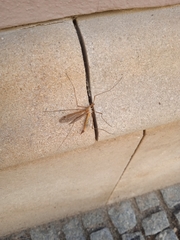 Tipula