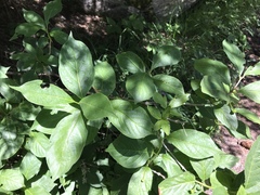 Lonicera alpigena