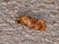 Cochylis bucera
