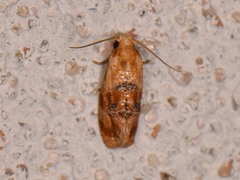 Cochylis bucera