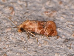 Cochylis bucera