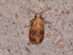 Cochylis bucera