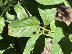 Lonicera alpigena