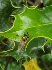 Chloromyia formosa