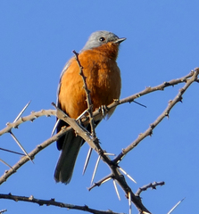 Melaenornis semipartitus