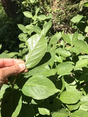 Lonicera alpigena