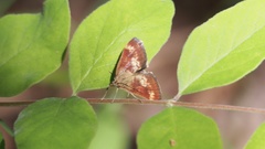 Pyrausta homonymalis