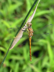 Sympetrum striolatum striolatum
