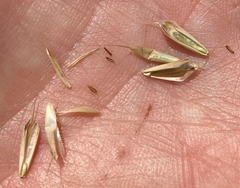 Bromus commutatus