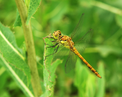 Sympetrum striolatum striolatum