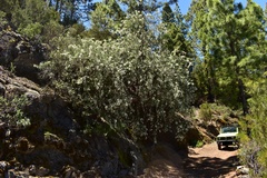 Chamaecytisus prolifer image