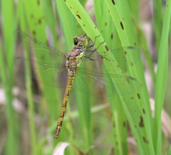 Sympetrum striolatum striolatum