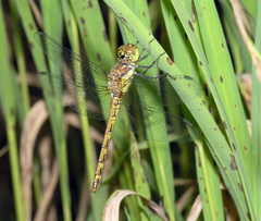 Sympetrum striolatum striolatum