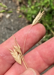 Bromus commutatus