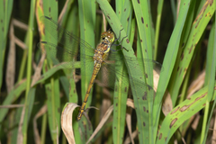Sympetrum striolatum striolatum