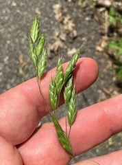 Bromus commutatus