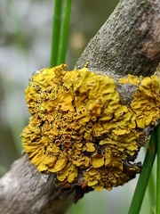 Xanthoria parietina