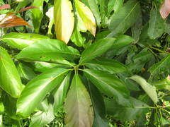 Ficus nota