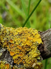 Xanthoria parietina