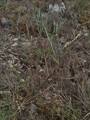 Genista januensis