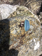 Chiton