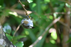 Zosterops borbonicus