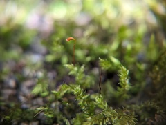Sematophyllum