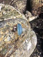 Chiton