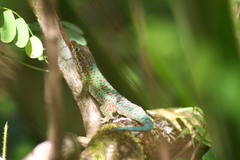 Phelsuma borbonica