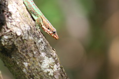 Phelsuma borbonica