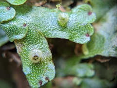 Marchantia chenopoda