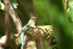 Phelsuma borbonica
