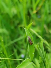Dichrorampha plumbana
