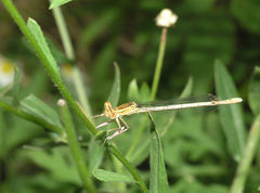 Platycnemis pennipes