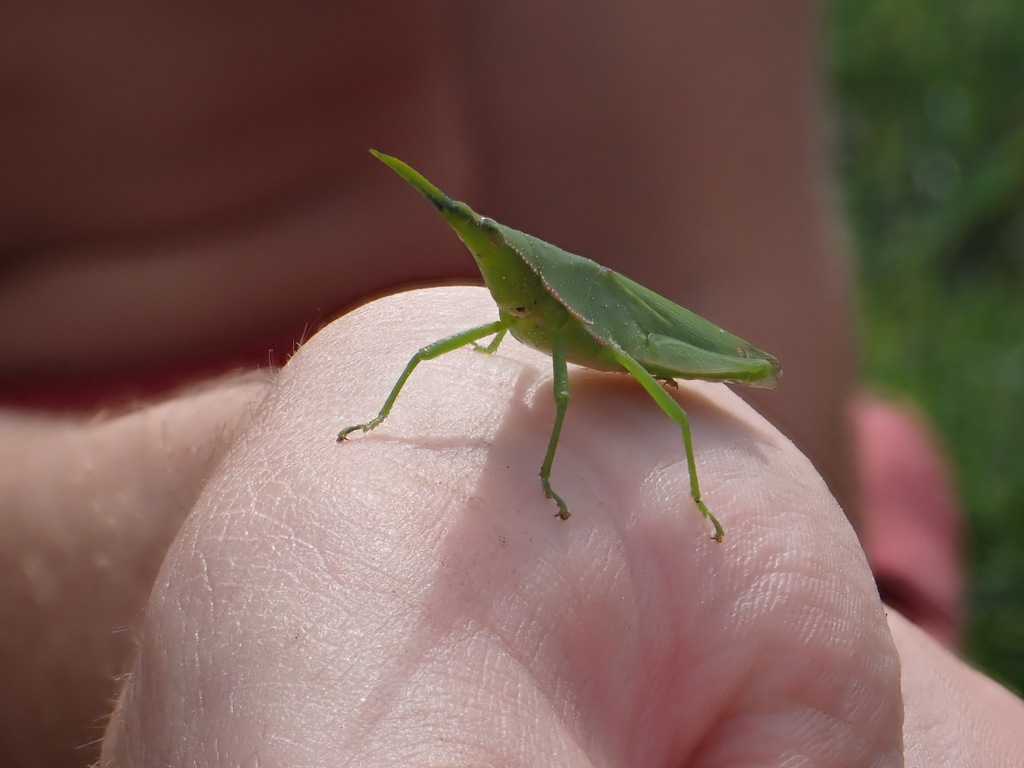 Atractomorpha acutipennis