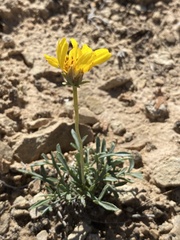 Thelesperma subnudum