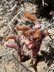 Aphyllon corymbosum