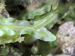 Pallavicinia