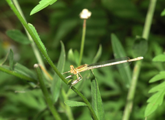 Platycnemis pennipes