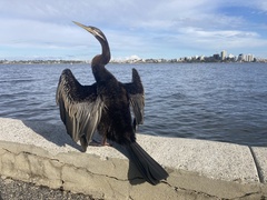 Anhinga novaehollandiae