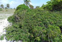 Chamaecrista ensiformis