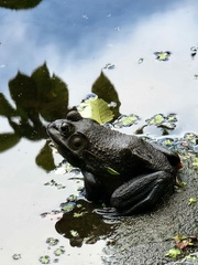 Lithobates catesbeianus
