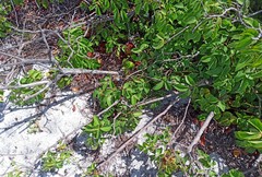 Chamaecrista ensiformis