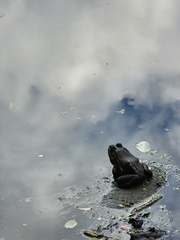 Lithobates catesbeianus