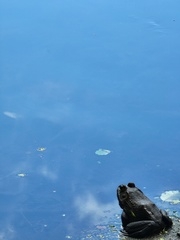 Lithobates catesbeianus
