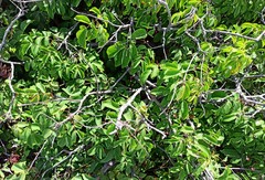 Chamaecrista ensiformis