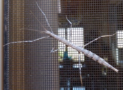 Pseudosermyle straminea