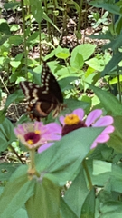Papilio palamedes